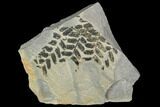 Pennsylvanian Fossil Fern (Neuropteris) - Kentucky #112681-1